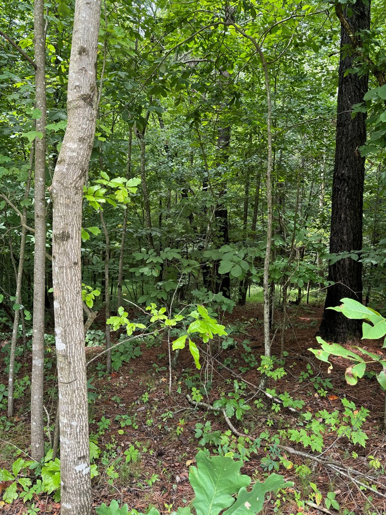 1 Wildlife Rdg Road Jasper, GA 30143 - Photo 13 of 13