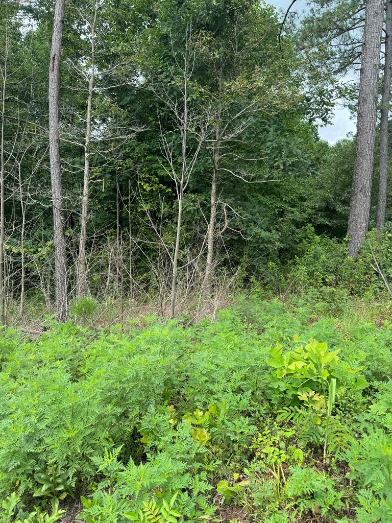 1 Wildlife Rdg Road Jasper, GA 30143 - Photo 8 of 13