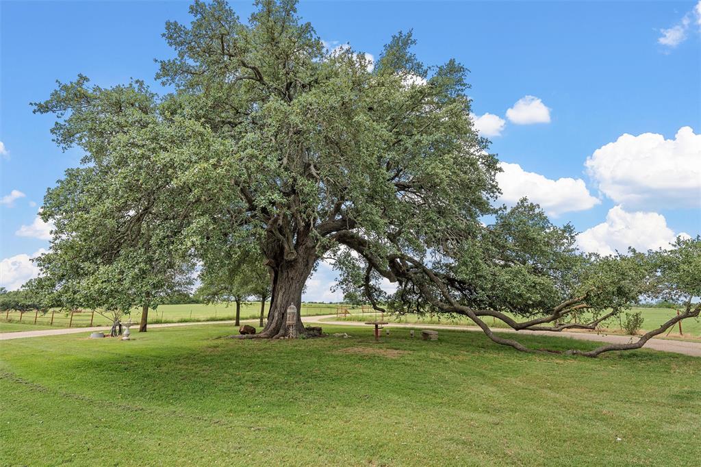 654 County Road 473 Lott, TX 76656 - Photo 23 of 40 a view of a trees in a yard
