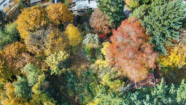 a view of a tree in a garden