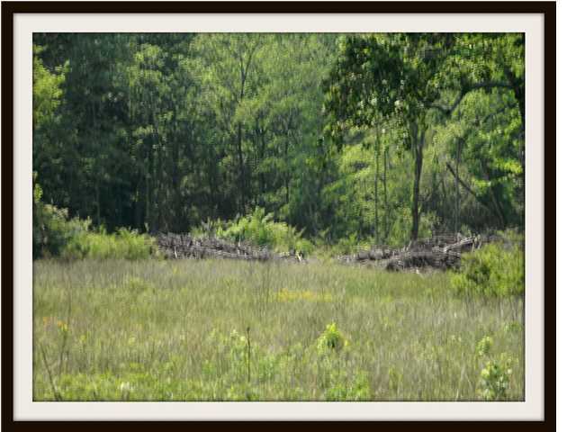 6500 Grasshopper Road Birchwood, TN 37308 - Photo 1 of 4 Primary Photo