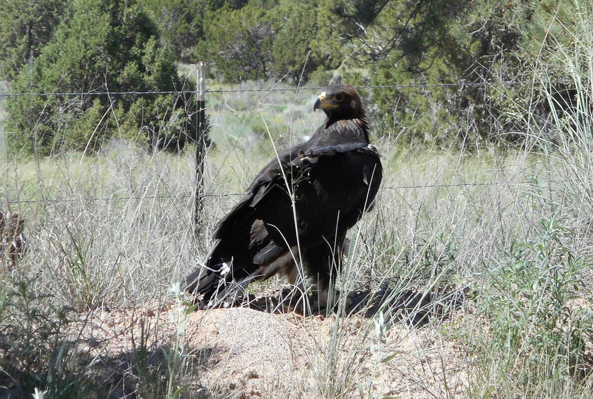 160 Black Bear Road Ramah, NM 87321 - Photo 98 of 103 Gallery Image 98