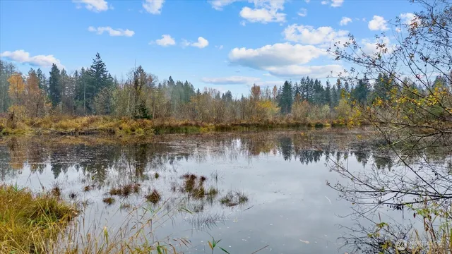 a view of a yard in a forest