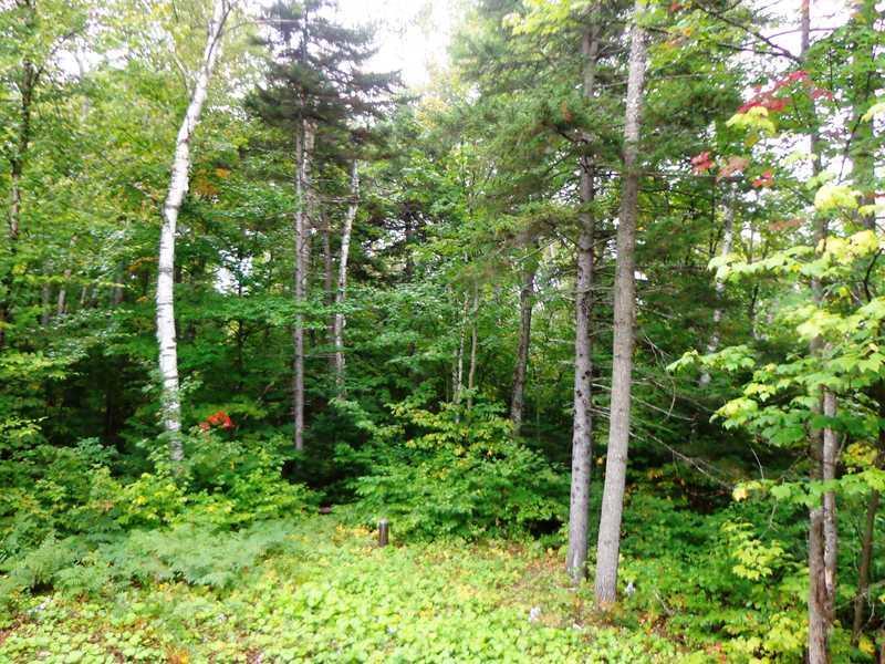2033 Fox Hollow Road Kingfield, ME 04947 - Photo 5 of 5 Yard/Garden.