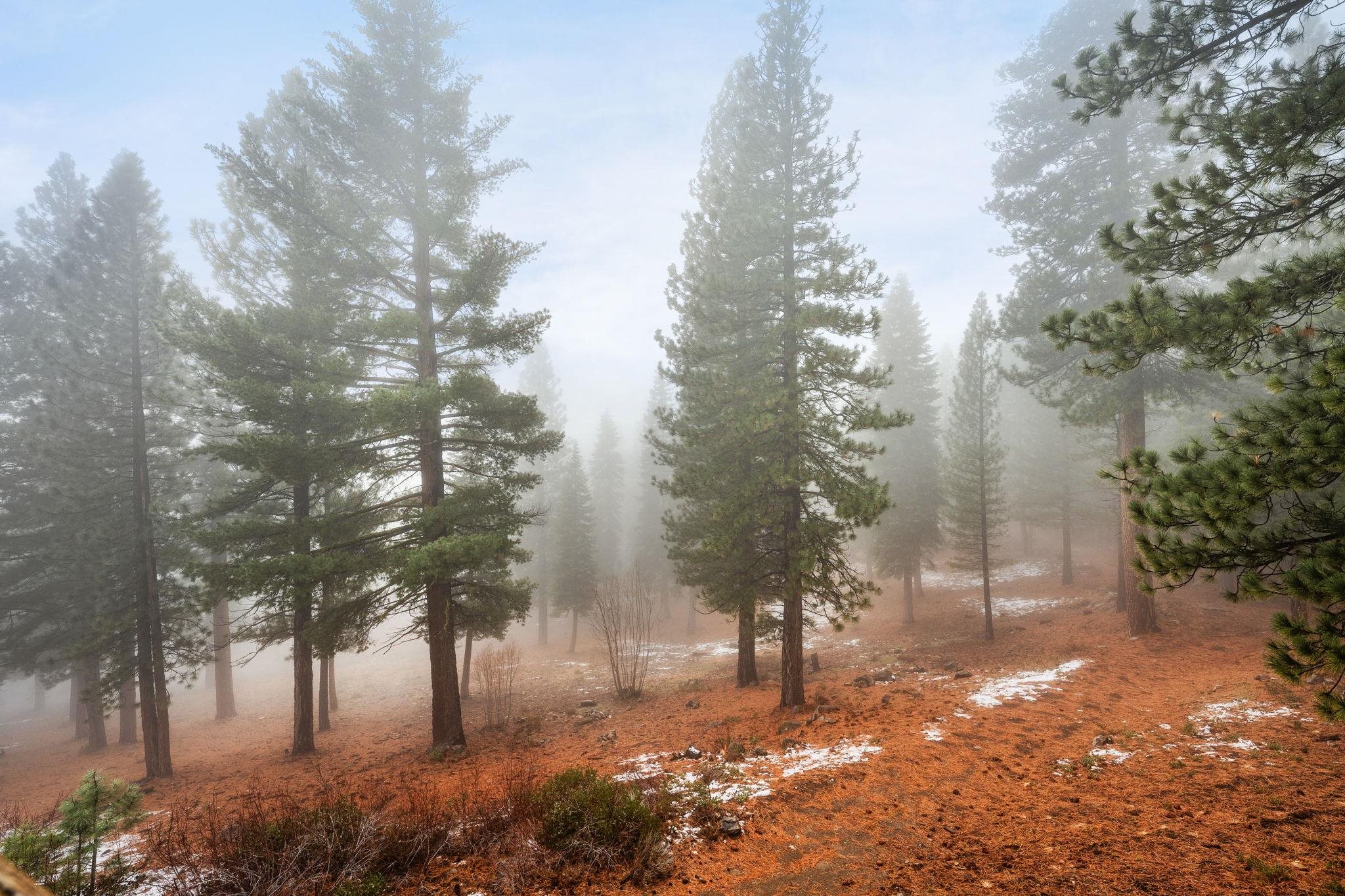 5085 Gold Bend Truckee, CA 96161 - Photo 18 of 22 a view of a yard with a tree