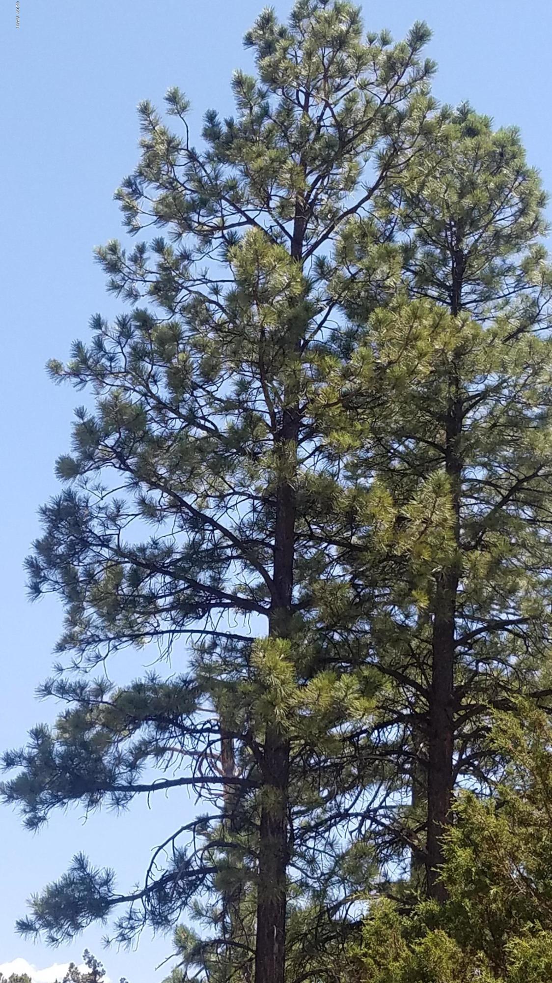 1977 Chevelon Road Heber, AZ 85928 - Photo 2 of 3 a picture of tree