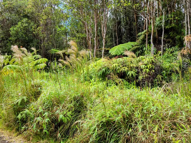 a view of a garden with plants