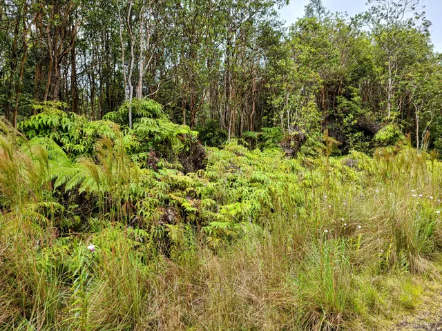 a view of a garden with plants