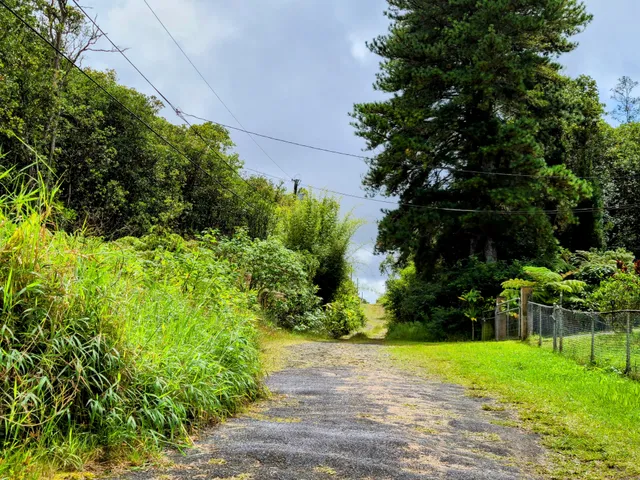a view of a yard with plants and large trees