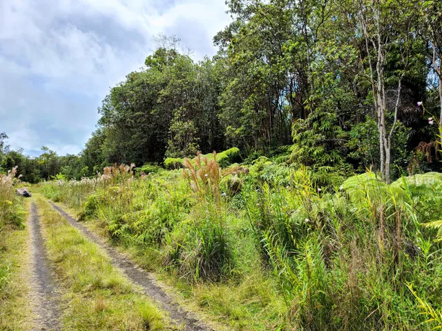 a view of a garden with plants