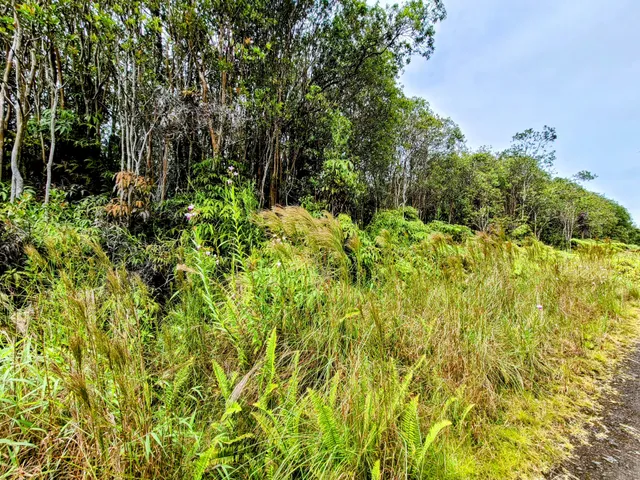 a view of a yard with plants and large trees