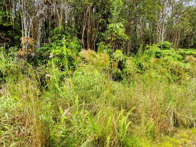 a view of a garden with plants