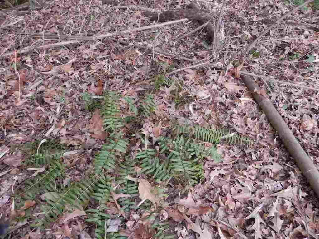 7.07 Brown Road Anderson, SC 29621 - Photo 16 of 29 Gallery Image 16