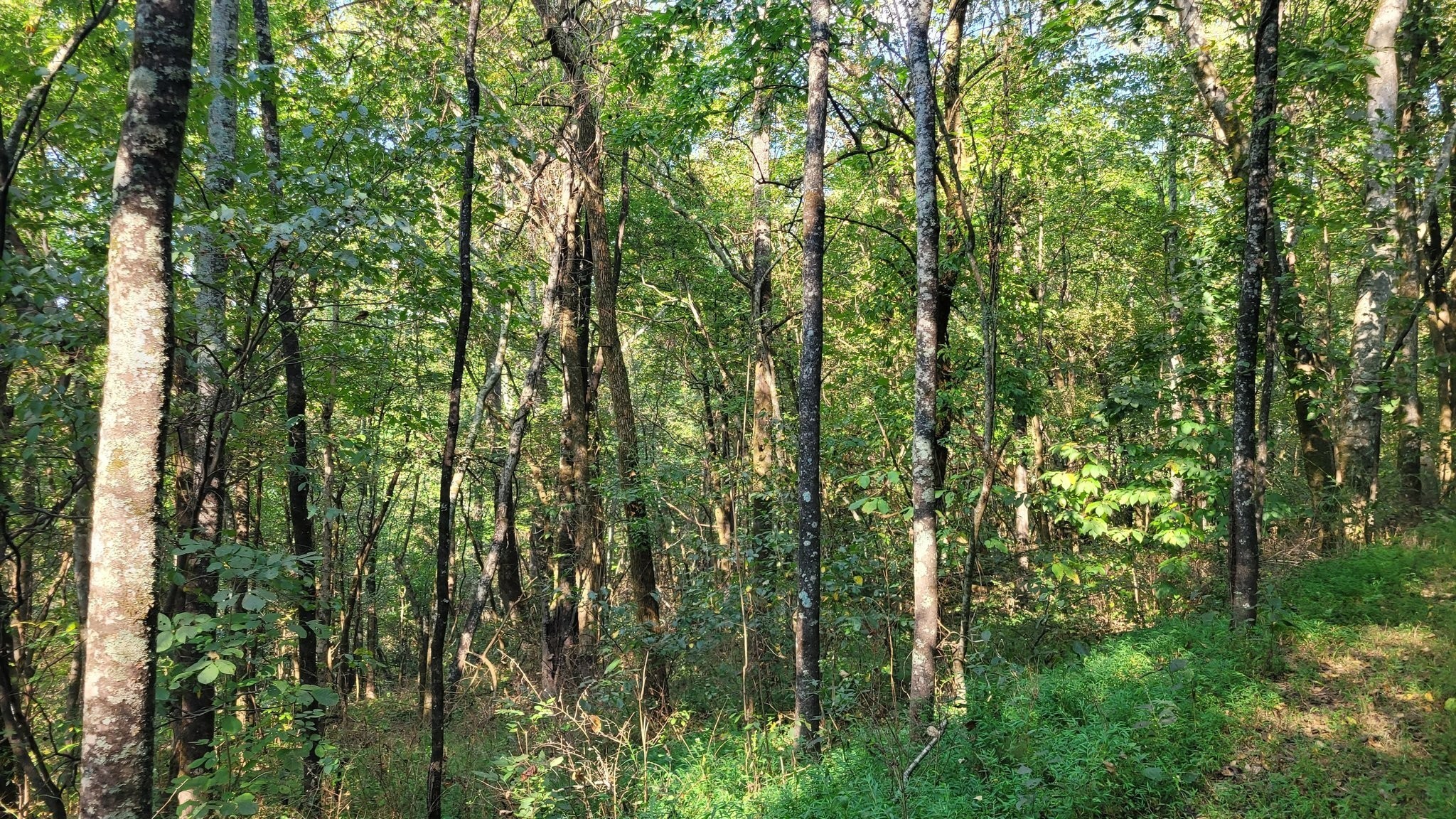 48 Hannah Branch Road Petersburg, TN 37144 - Photo 4 of 12 Gallery Image 4