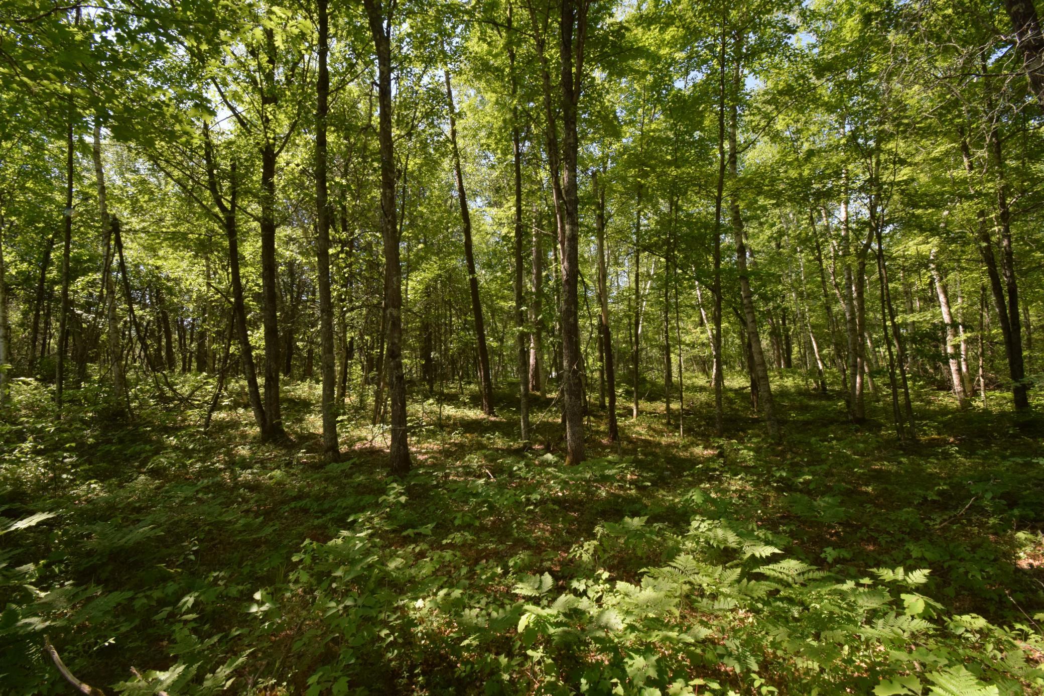 29093 Deerpath Pass Danbury, WI 54830 - Photo 48 of 94