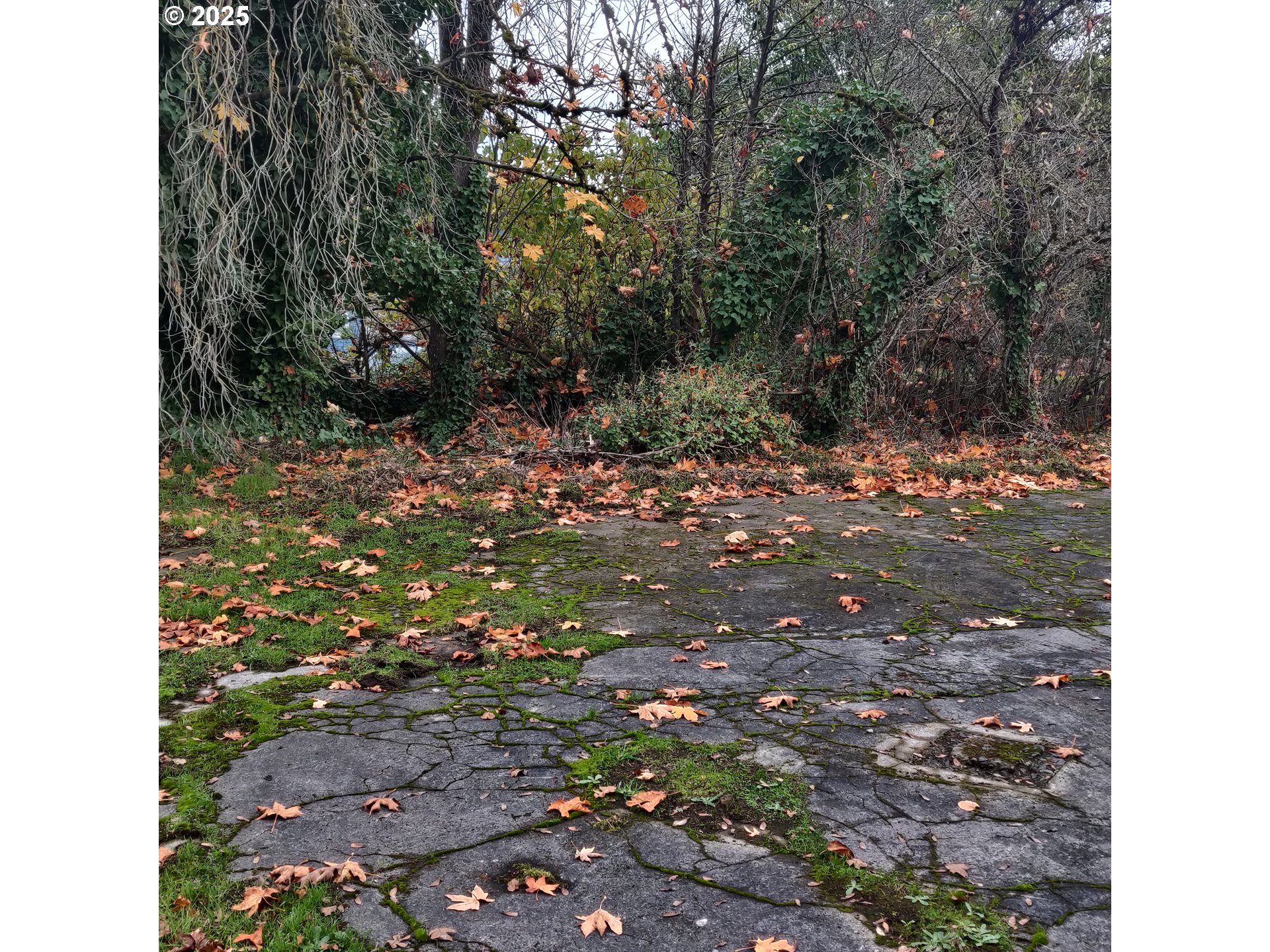 0 North 1st Street St. Helens, OR 97051 - Photo 6 of 7 a view of a tree with a yard