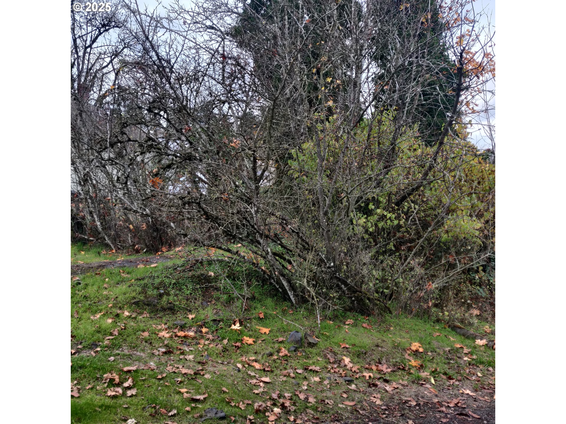 0 North 1st Street St. Helens, OR 97051 - Photo 7 of 7 a close up of a plant in a garden