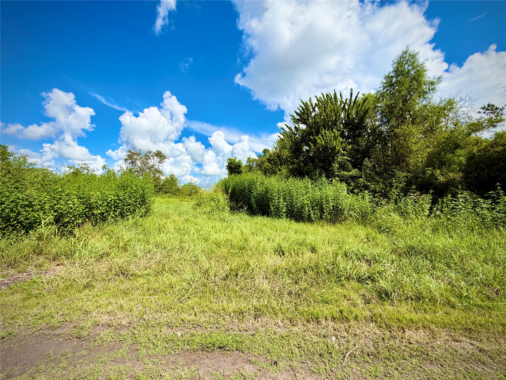 0 County Road 121 Rosharon, TX 77583 - Photo 2 of 11 Gallery Image 2