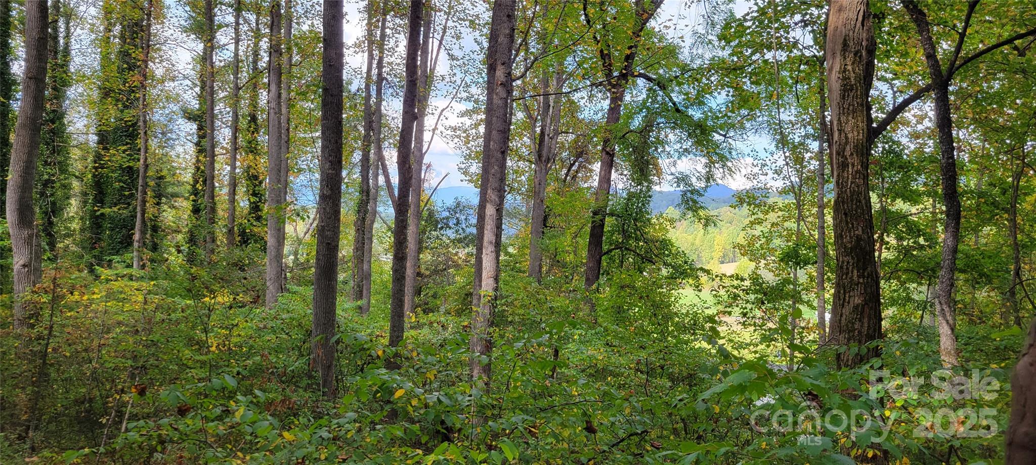 43 Dodder Lane Cullowhee, NC 28723 - Photo 4 of 6