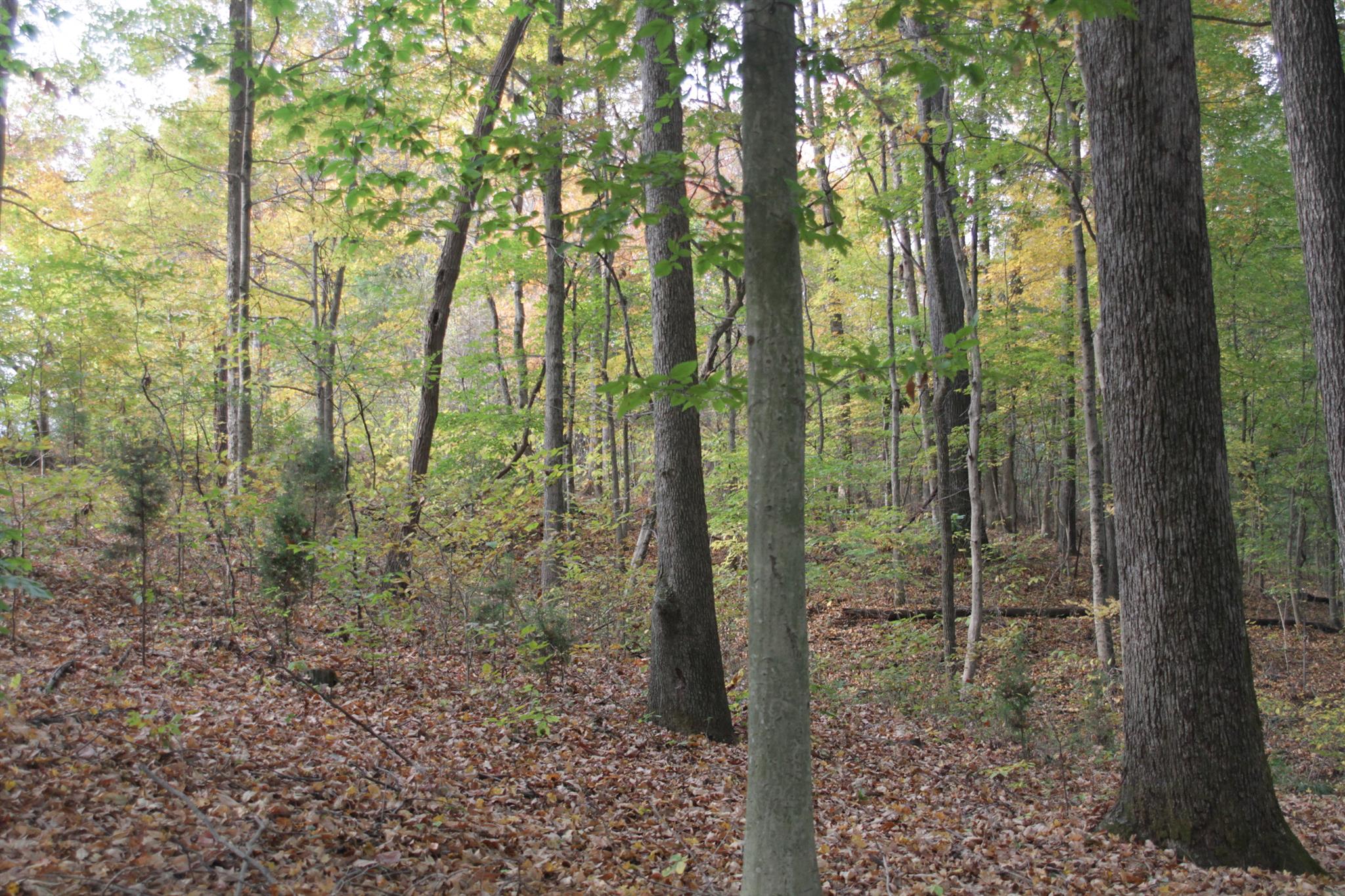 5122 Concord Road Springfield, TN 37172 - Photo 10 of 24 Gallery Image 10