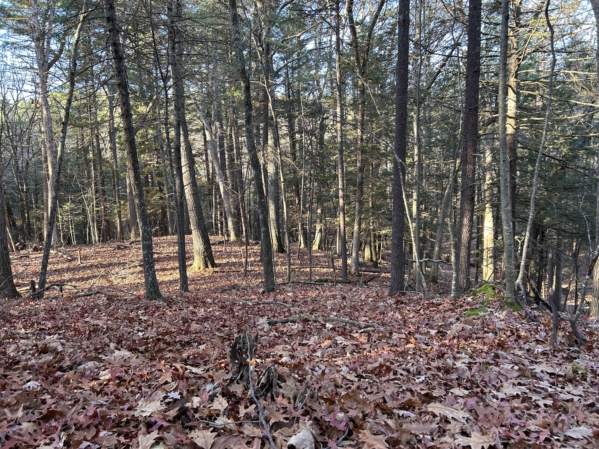 36 A College Road Concord, MA 01742 - Photo 2 of 7 Gallery Image 2