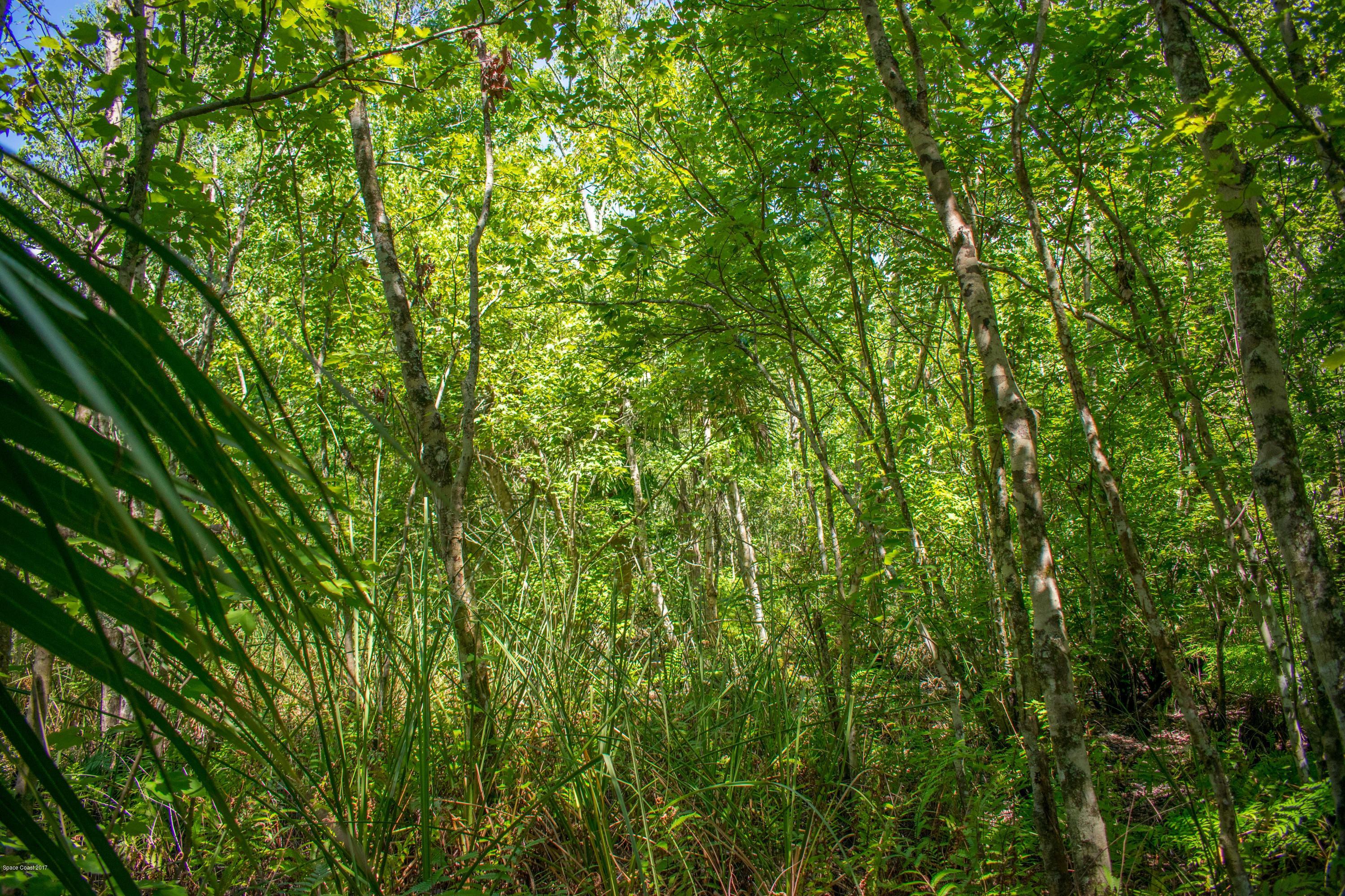 0 Cox Road Cocoa, FL 32926 - Photo 15 of 23 DSC_0357
