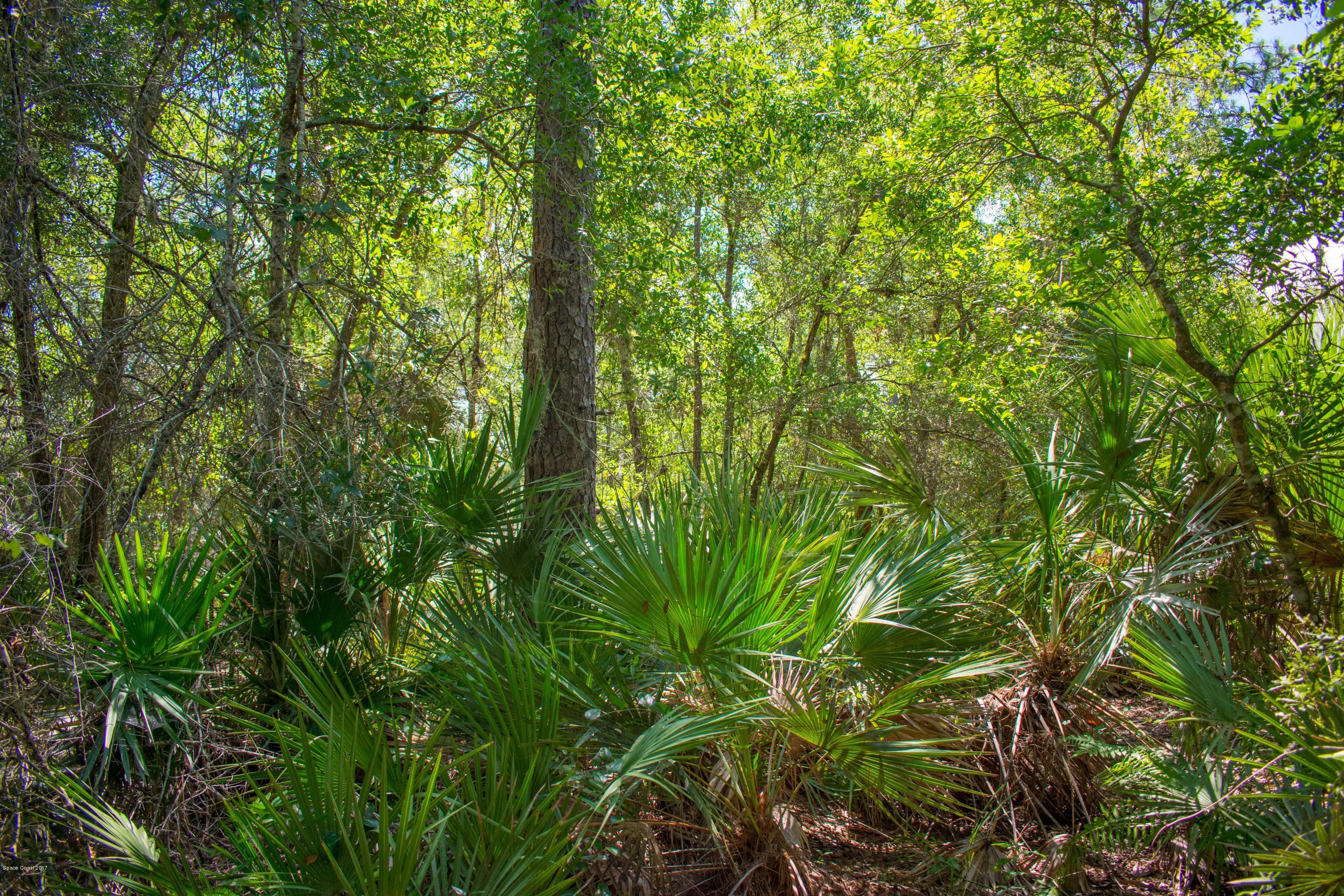 0 Cox Road Cocoa, FL 32926 - Photo 16 of 23 DSC_0358