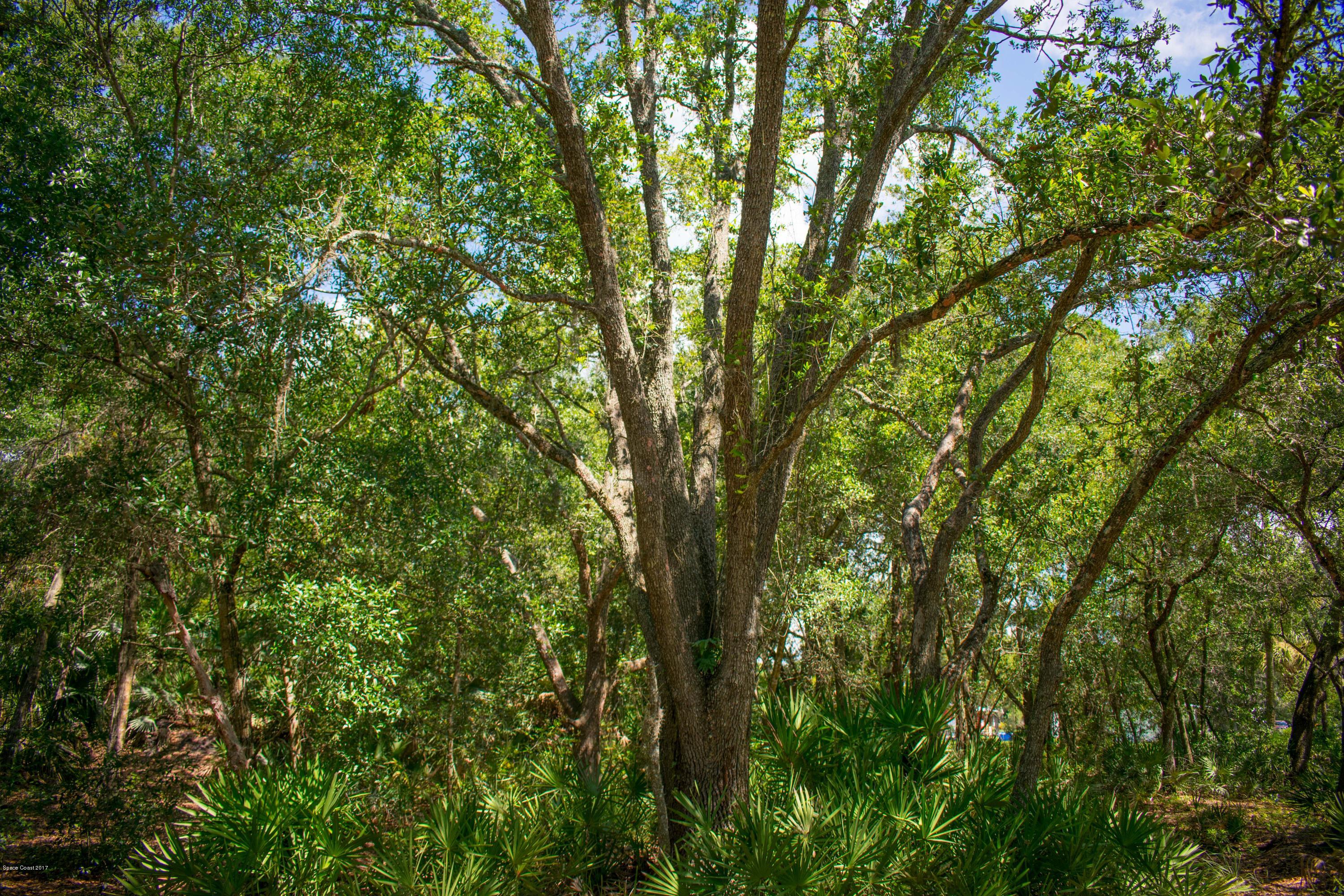 0 Cox Road Cocoa, FL 32926 - Photo 7 of 23 DSC_0349