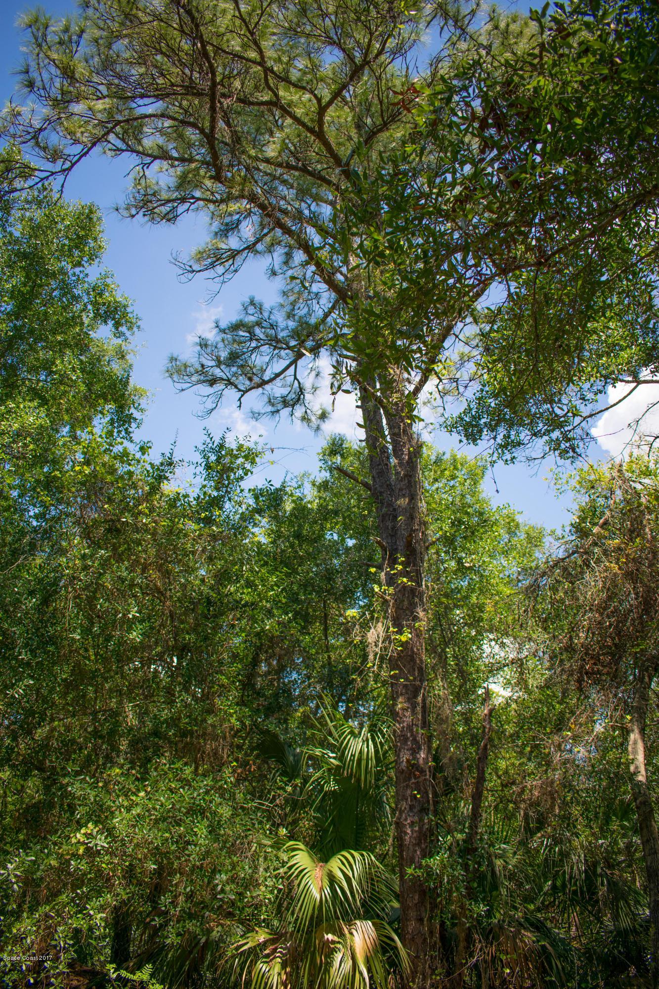 0 Cox Road Cocoa, FL 32926 - Photo 9 of 23 DSC_0351