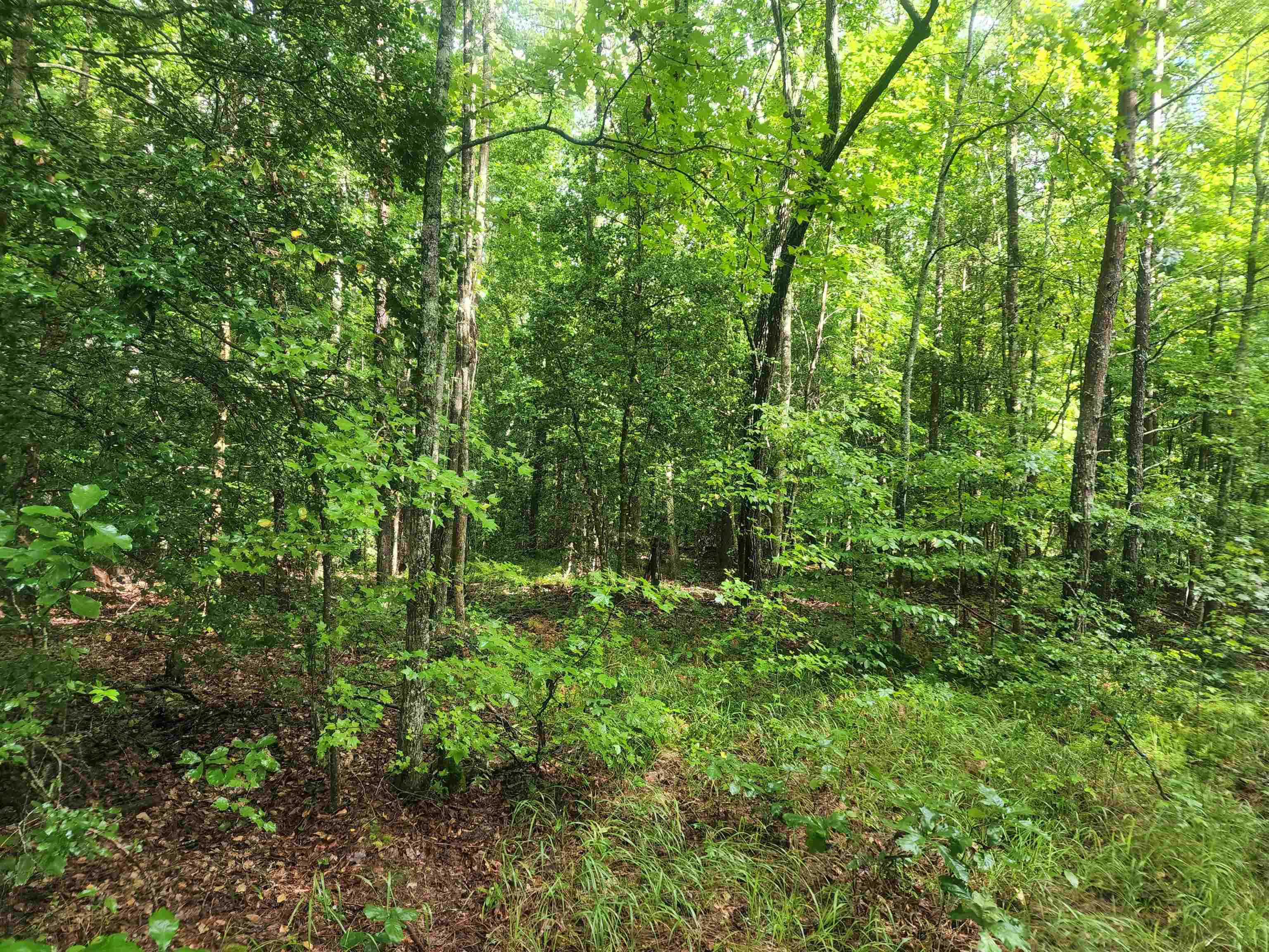 Tbd Hamilton Road Marietta, SC 29661 - Photo 13 of 21