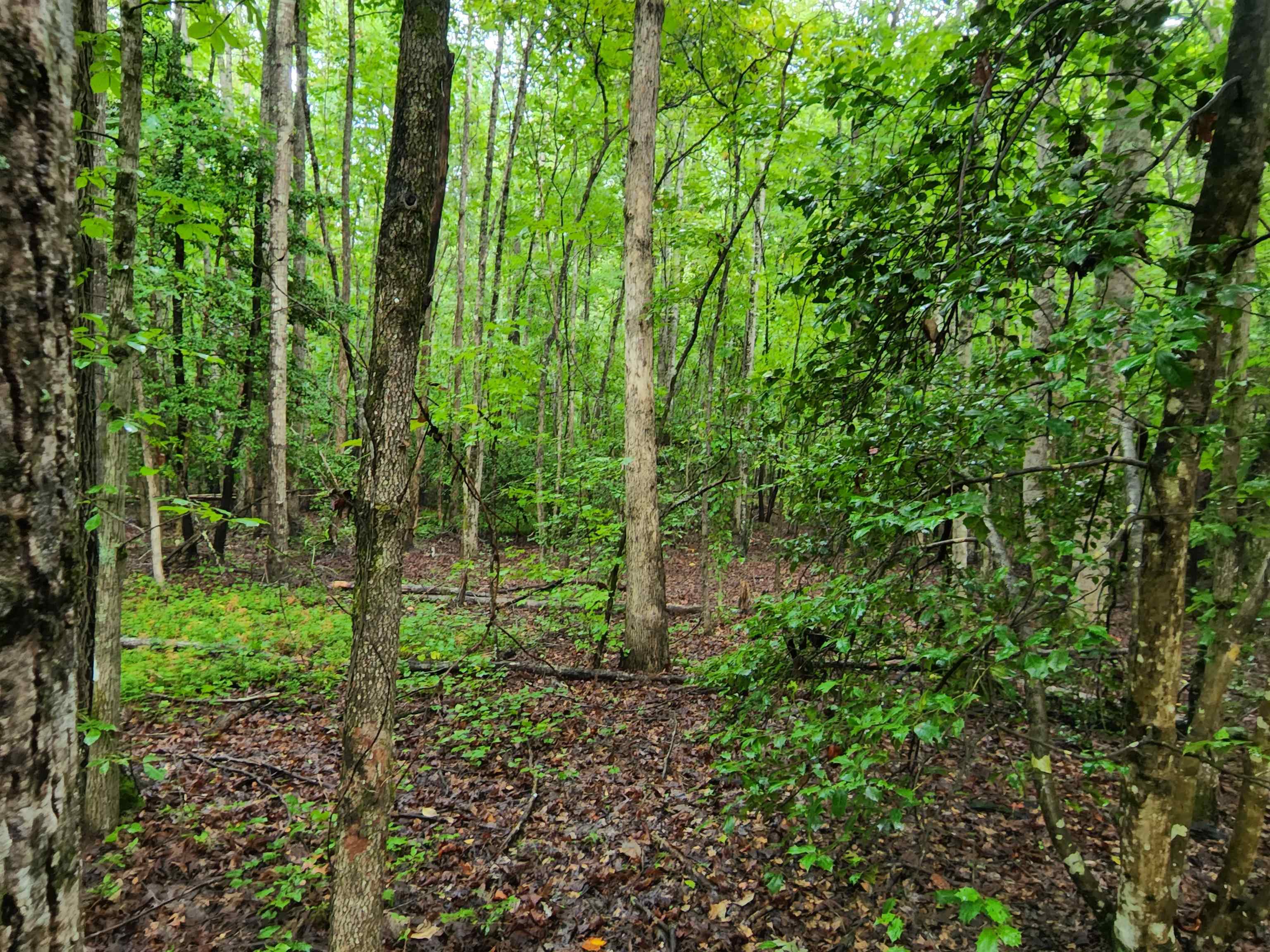 Tbd Hamilton Road Marietta, SC 29661 - Photo 16 of 21