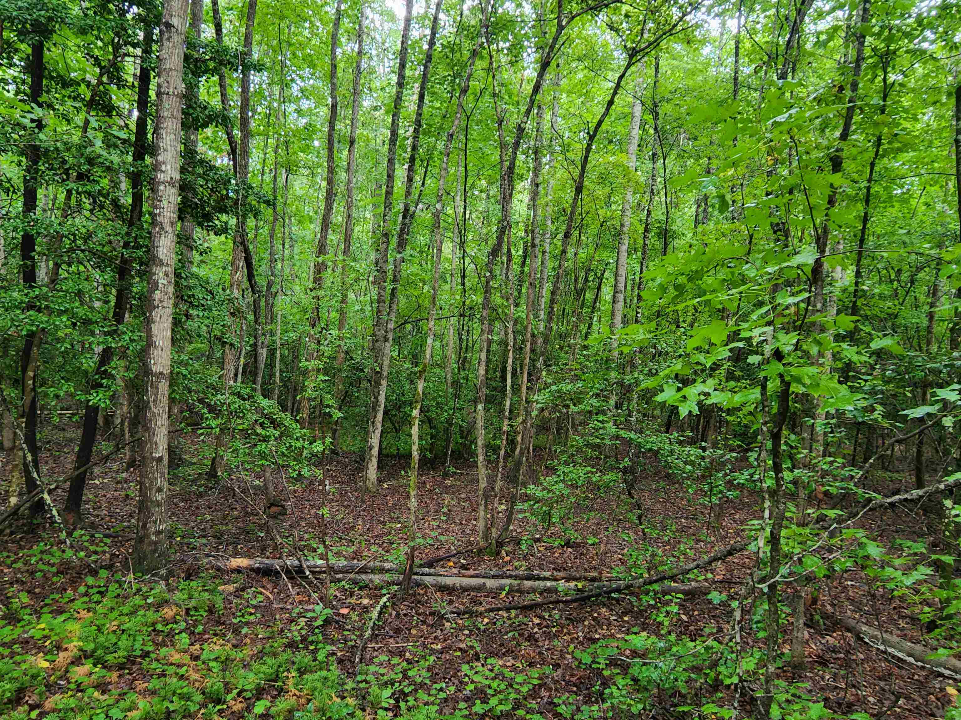 Tbd Hamilton Road Marietta, SC 29661 - Photo 17 of 21