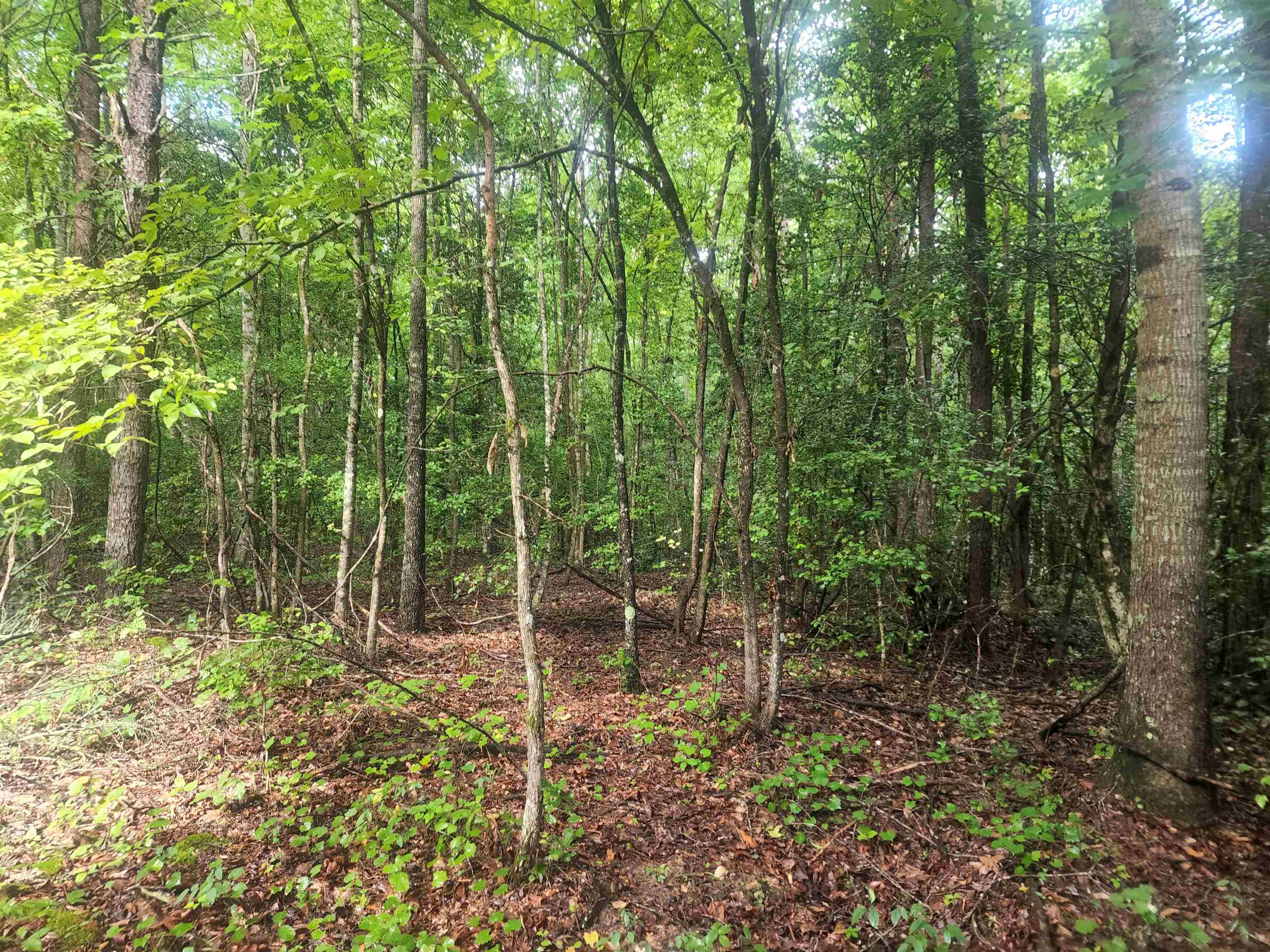 Tbd Hamilton Road Marietta, SC 29661 - Photo 6 of 21