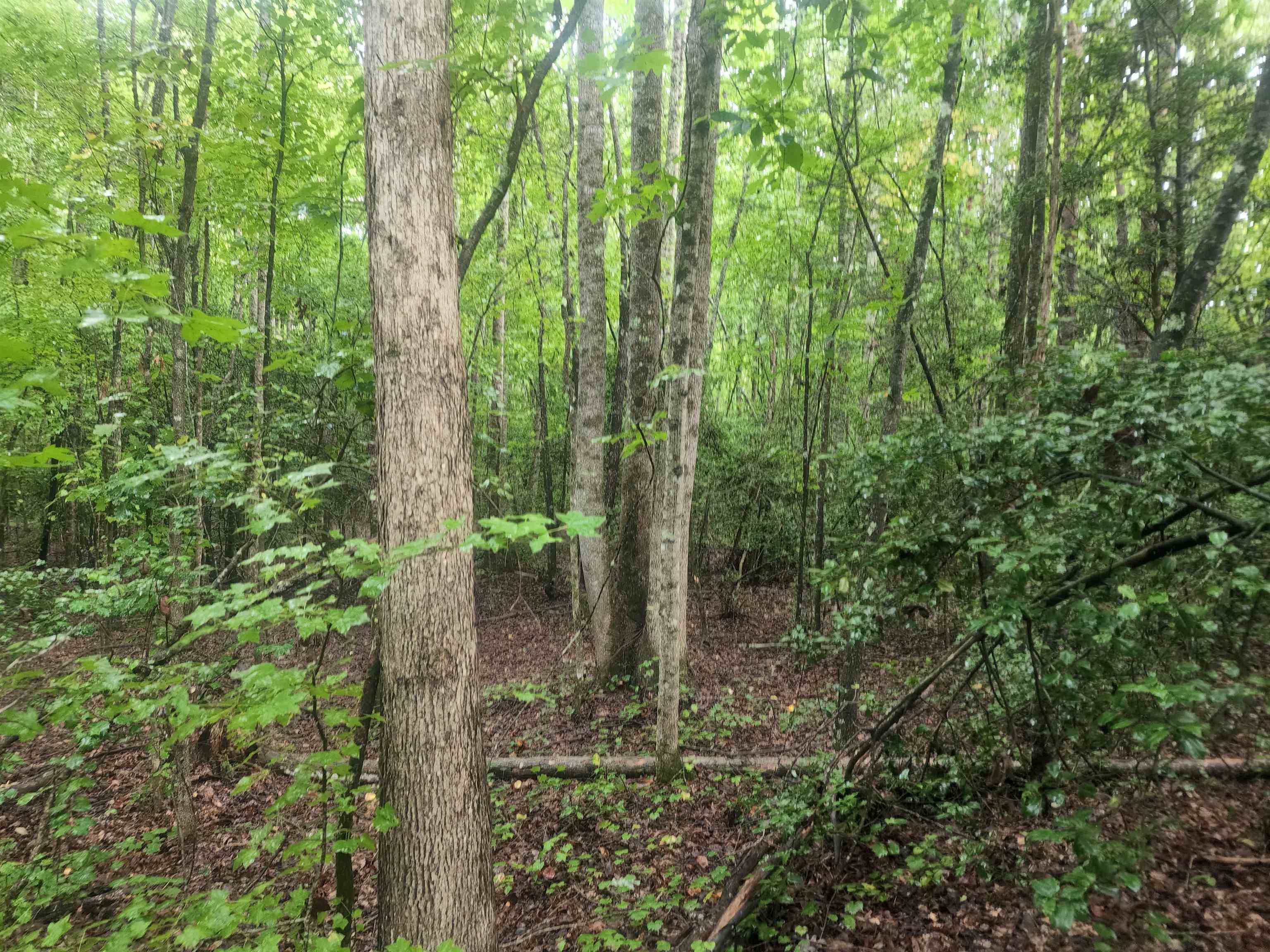 Tbd Hamilton Road Marietta, SC 29661 - Photo 8 of 21