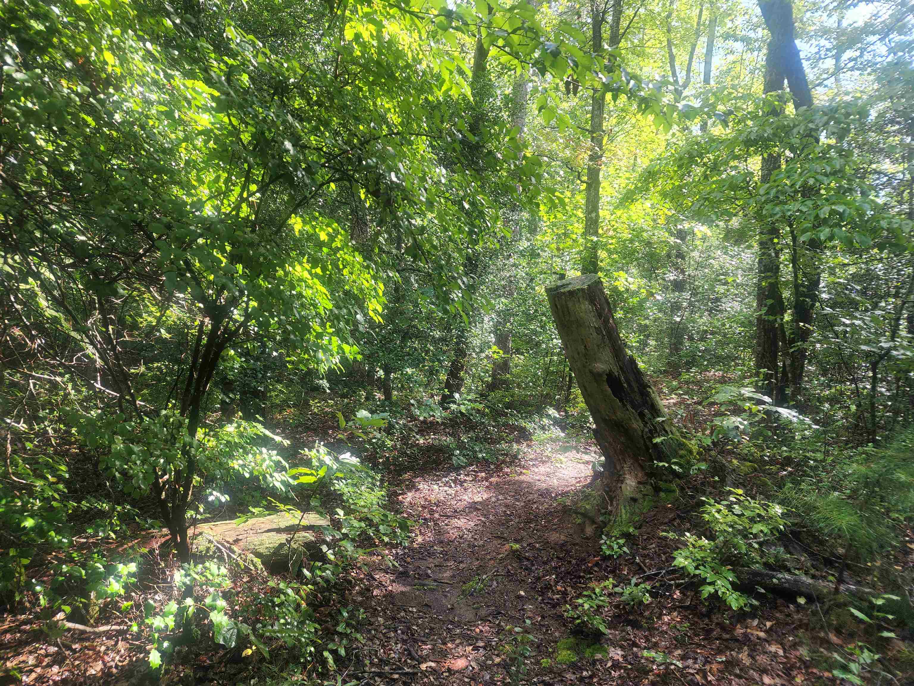 Tbd Hamilton Road Marietta, SC 29661 - Photo 10 of 21