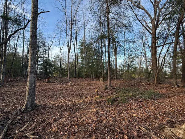a view of a yard with trees