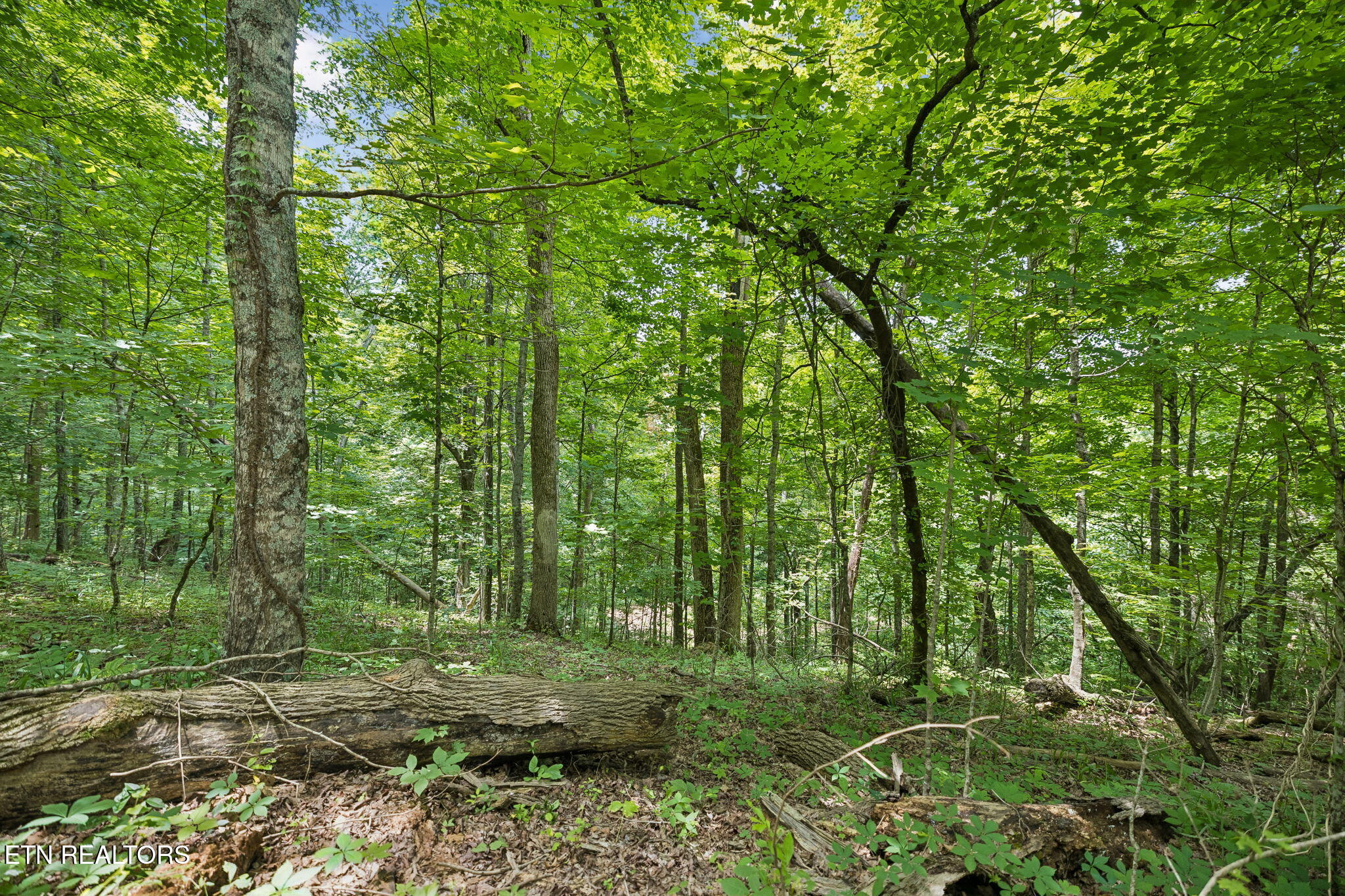 Knob Road Rutledge, TN 37861 - Photo 17 of 46 11-344 Knob Rd - 011