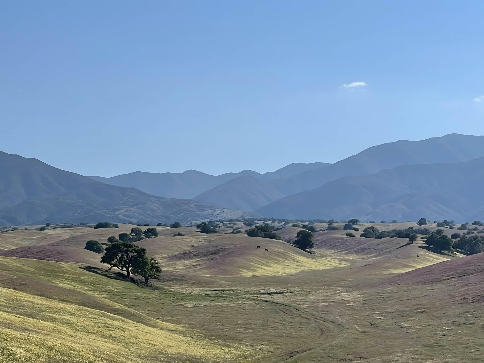 2170-7451 Aliso Park Road Cuyama, CA 93254 - Photo 61 of 72 Flower Tapistry from Aliso Canyon