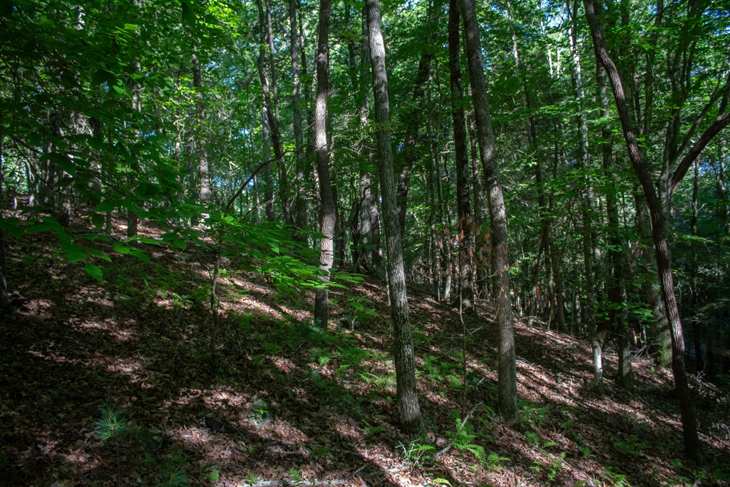 1952 Big Creek Road Blue Ridge, GA 30513 - Photo 9 of 47 Gallery Image 9