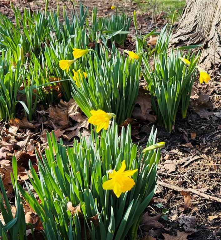 335 Mingo Road Wexford, PA 15090 - Photo 17 of 38 Signs of Spring