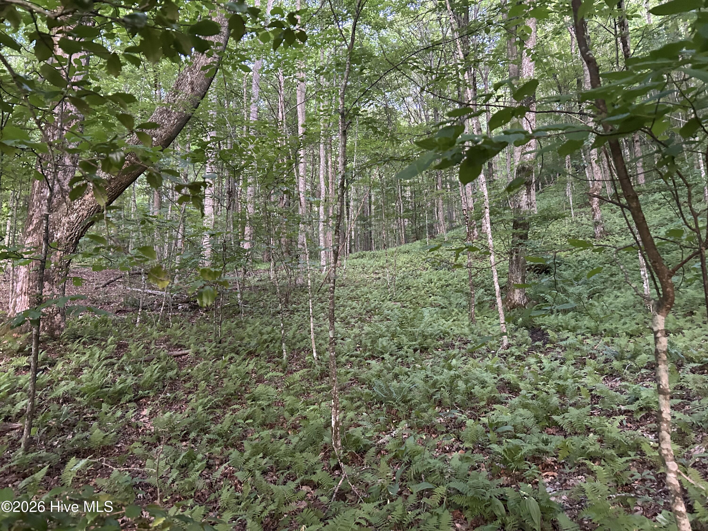 0 Otter Creek Road Topton, NC 28781 - Photo 4 of 20