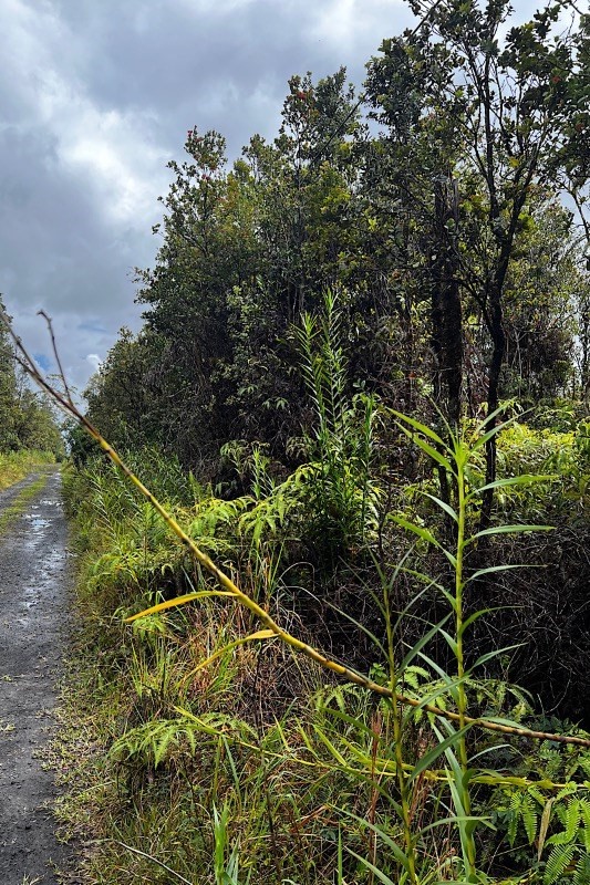 49 Pilo Street Pahoa, HI 96778 - Photo 3 of 5