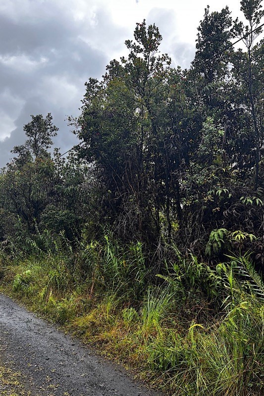 49 Pilo Street Pahoa, HI 96778 - Photo 4 of 5