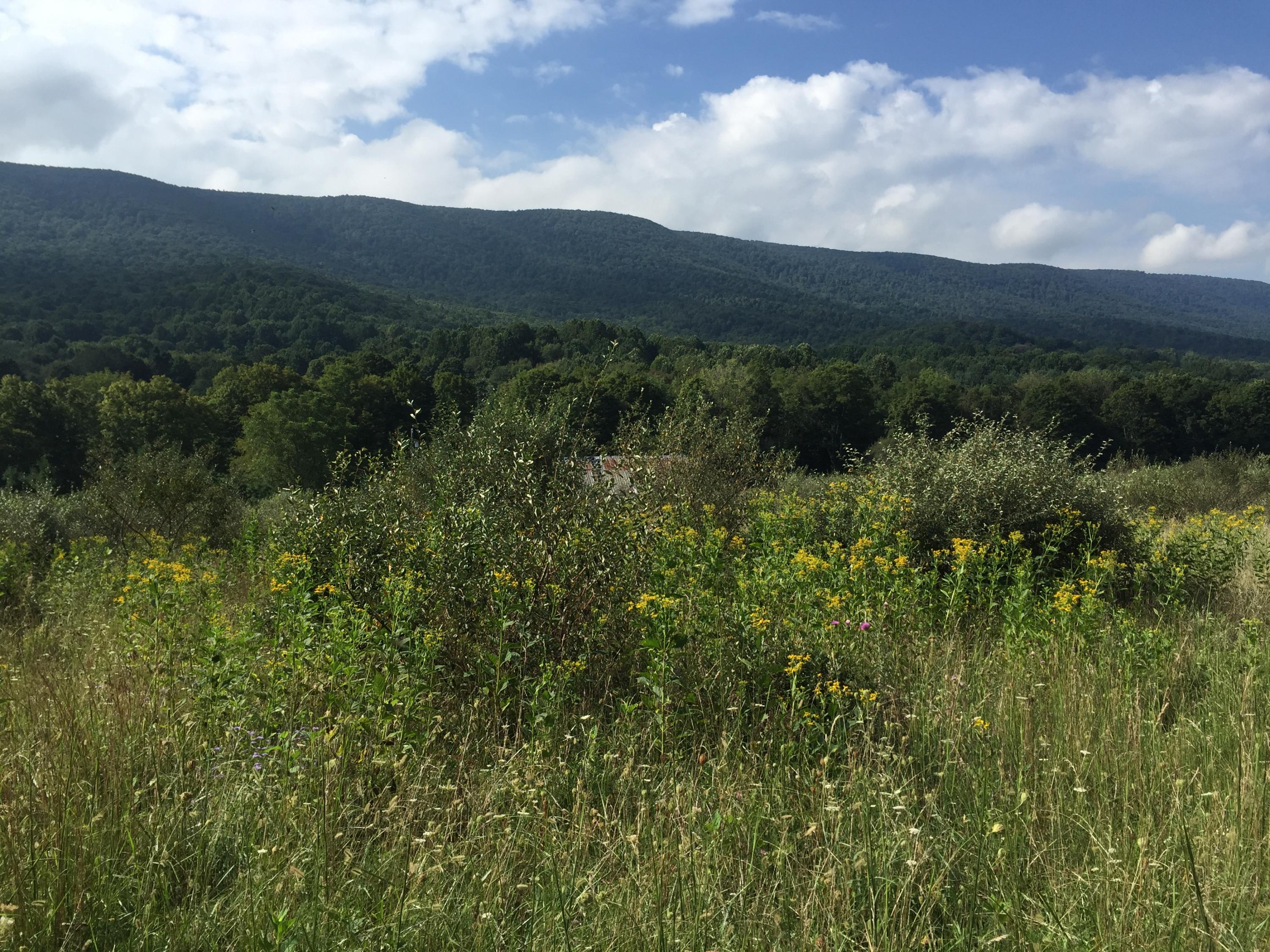 Zenith Road Fincastle, VA 24090 - Photo 10 of 20 Gallery Image 10