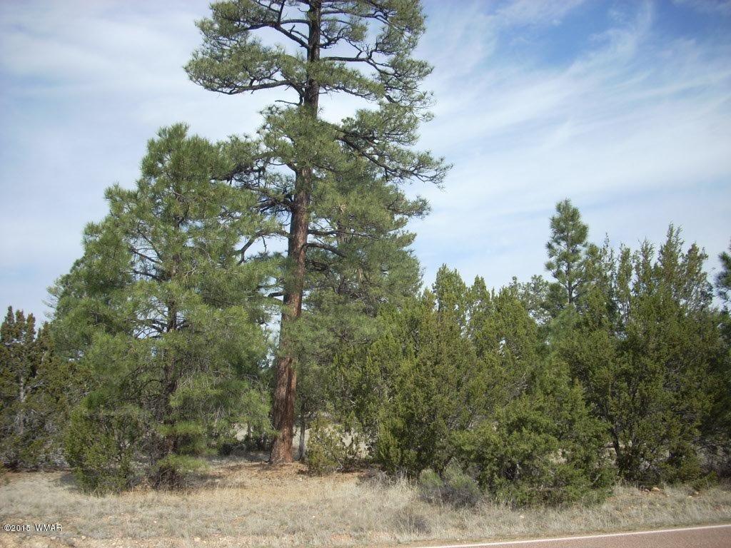 2970 Pine Rim Road Heber, AZ 85928 - Photo 2 of 16 a view of a tree in a yard