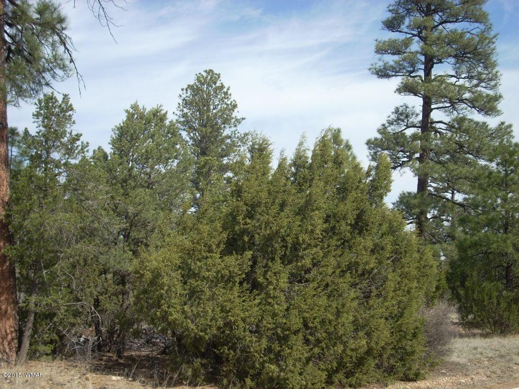 2970 Pine Rim Road Heber, AZ 85928 - Photo 7 of 16 a view of a tree in a forest