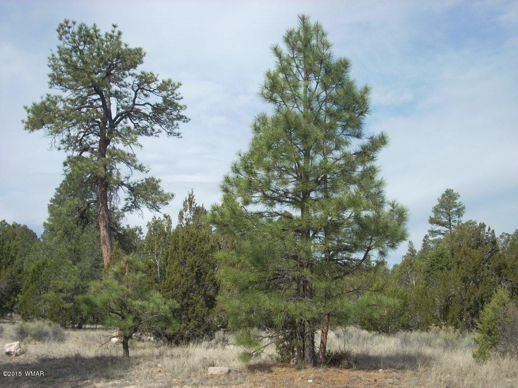 2970 Pine Rim Road Heber, AZ 85928 - Photo 8 of 16 a view of a forest with a tree