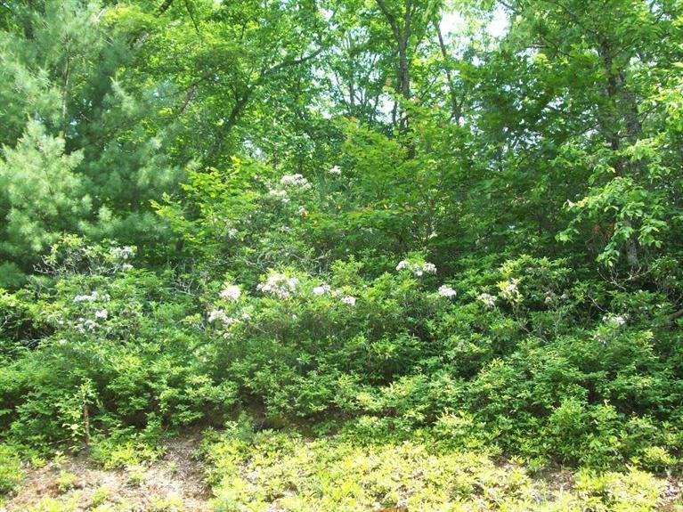 0 Stoney Brook Road Vesuvius, VA 24483 - Photo 5 of 6 Gallery Image 5