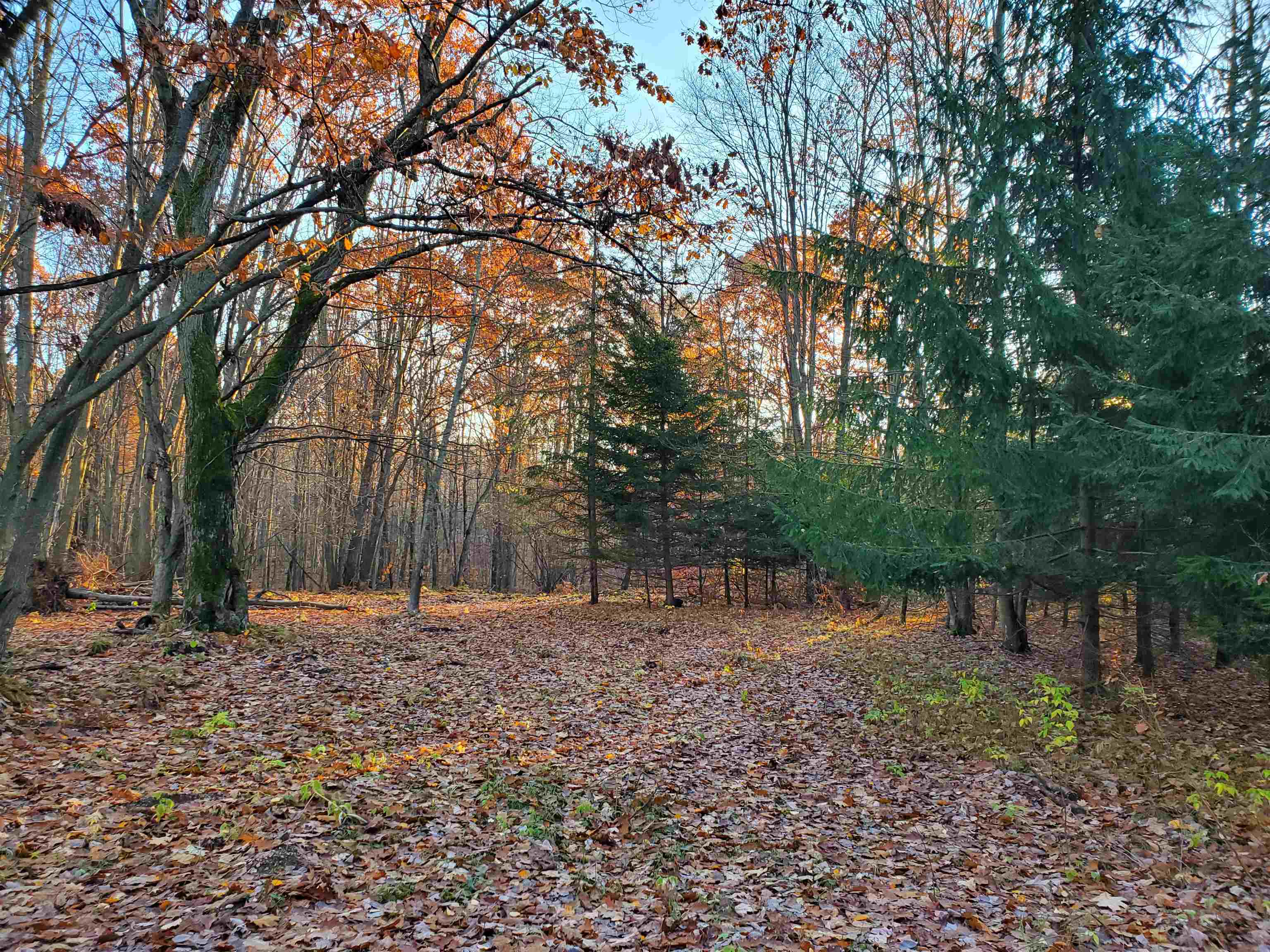 9.85-acres 9.85-acres Adams Road Farwell, MI 48622 - Photo 4 of 5