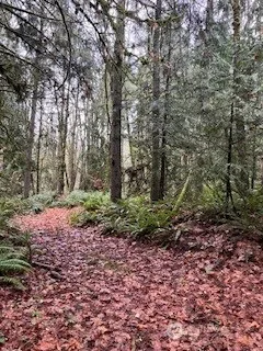 a big yard with lots of green space